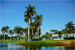 Bels palmiers du Florida
