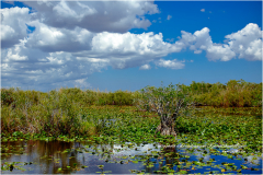 Parc national d'Everglades