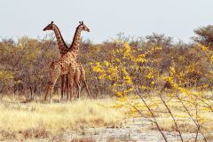 Girafes sauvages