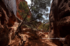 Intensité des contrastes