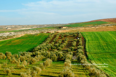 Plantation d'oliviers