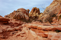 Saksaul de la chanson d'enfance