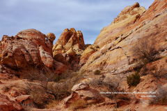 Végétation du désert