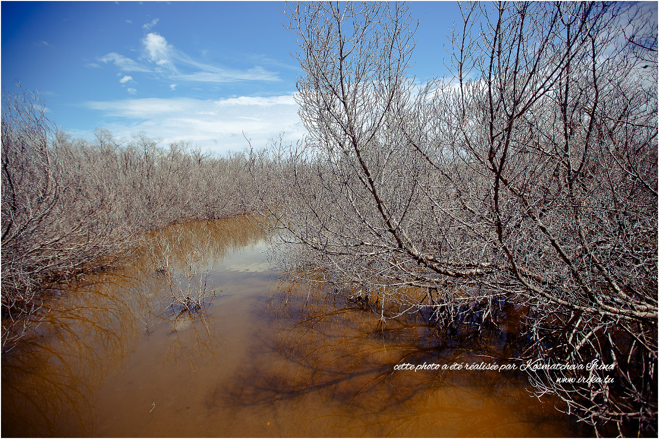 Mangroves mortes