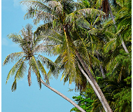 Palmiers de Koh Samui
