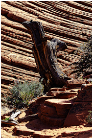 Tronc asséché d'un arbre